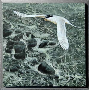 Tern and Rocks, 12" x 12", oil on granite, $595